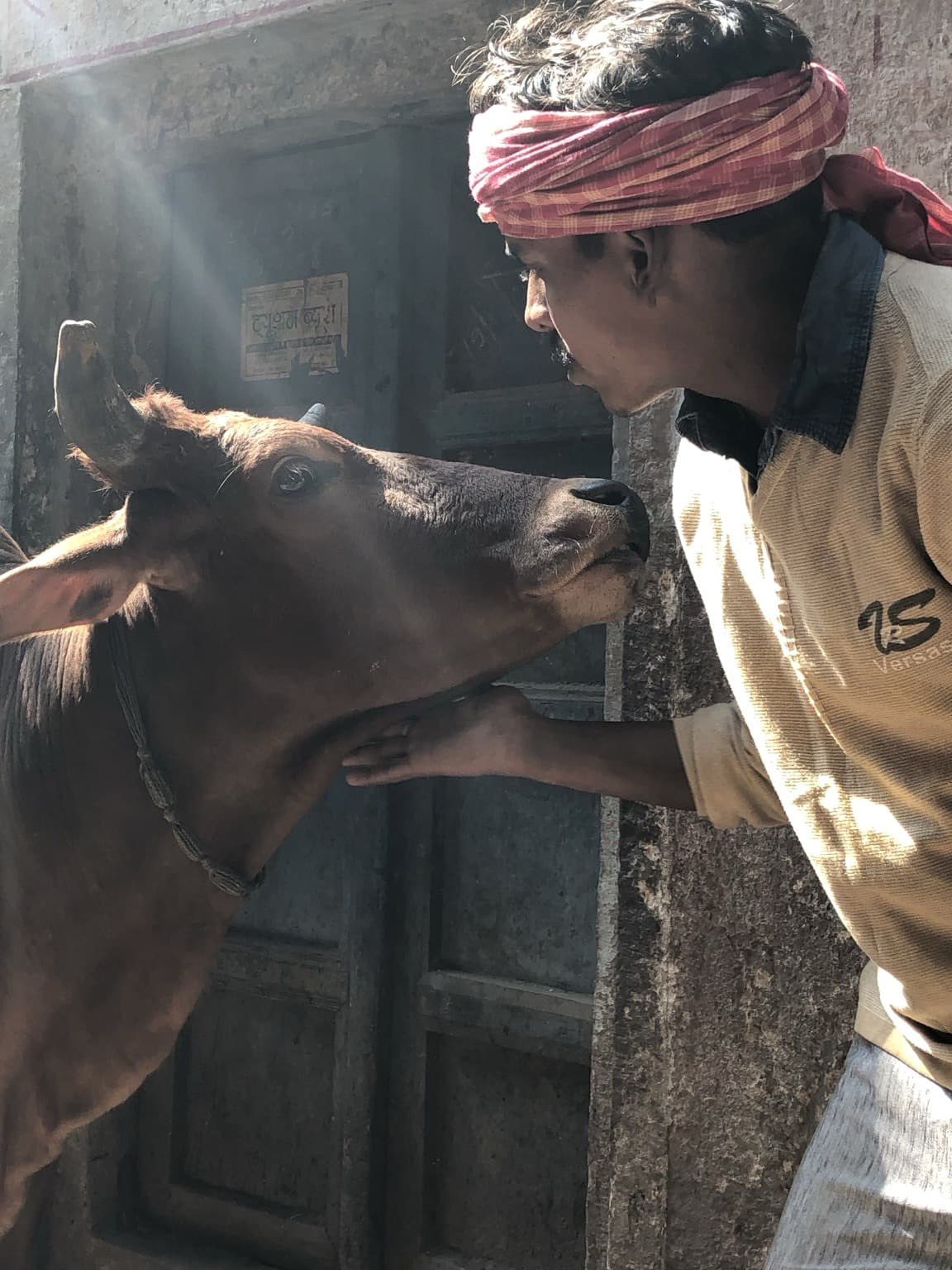 A man wearing a red headwrap leans close to a cow in a narrow Varanasi passage, 2019