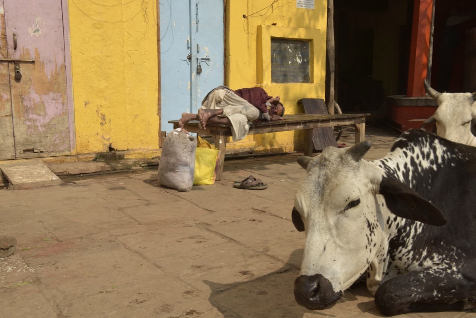 A spotted cow rests in the foreground of a yellow-painted courtyard while people sit behind it, Varanasi, 2019