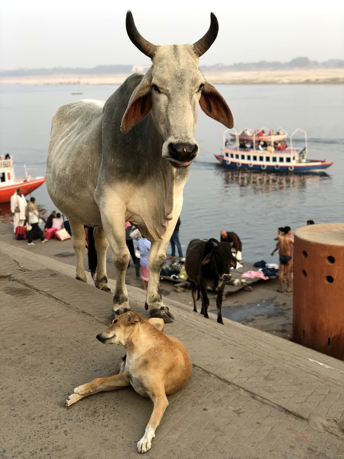 A pale cow stands on the sloping ghat steps above a resting dog, with another cow, people, boats and the Ganges behind them, Varanasi, 2019.