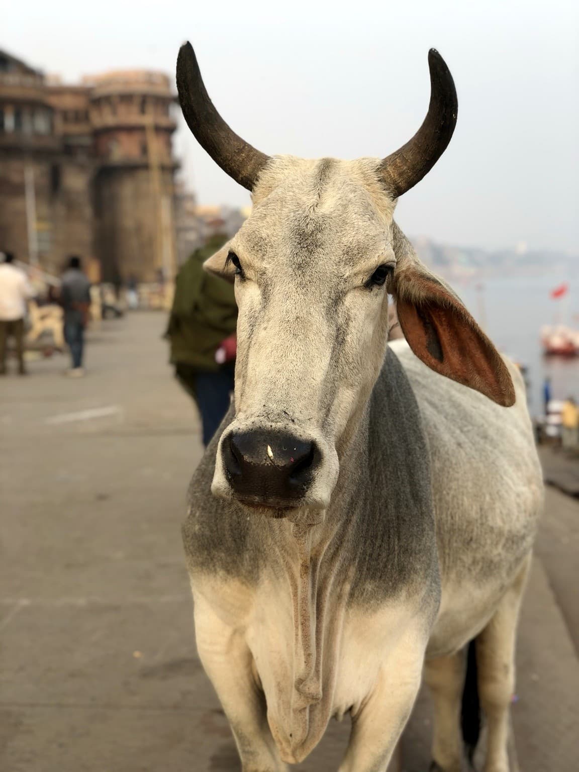 A white cow faces the camera at close range on the ghats, with the Ganges and riverfront activity behind it, Varanasi, 2019