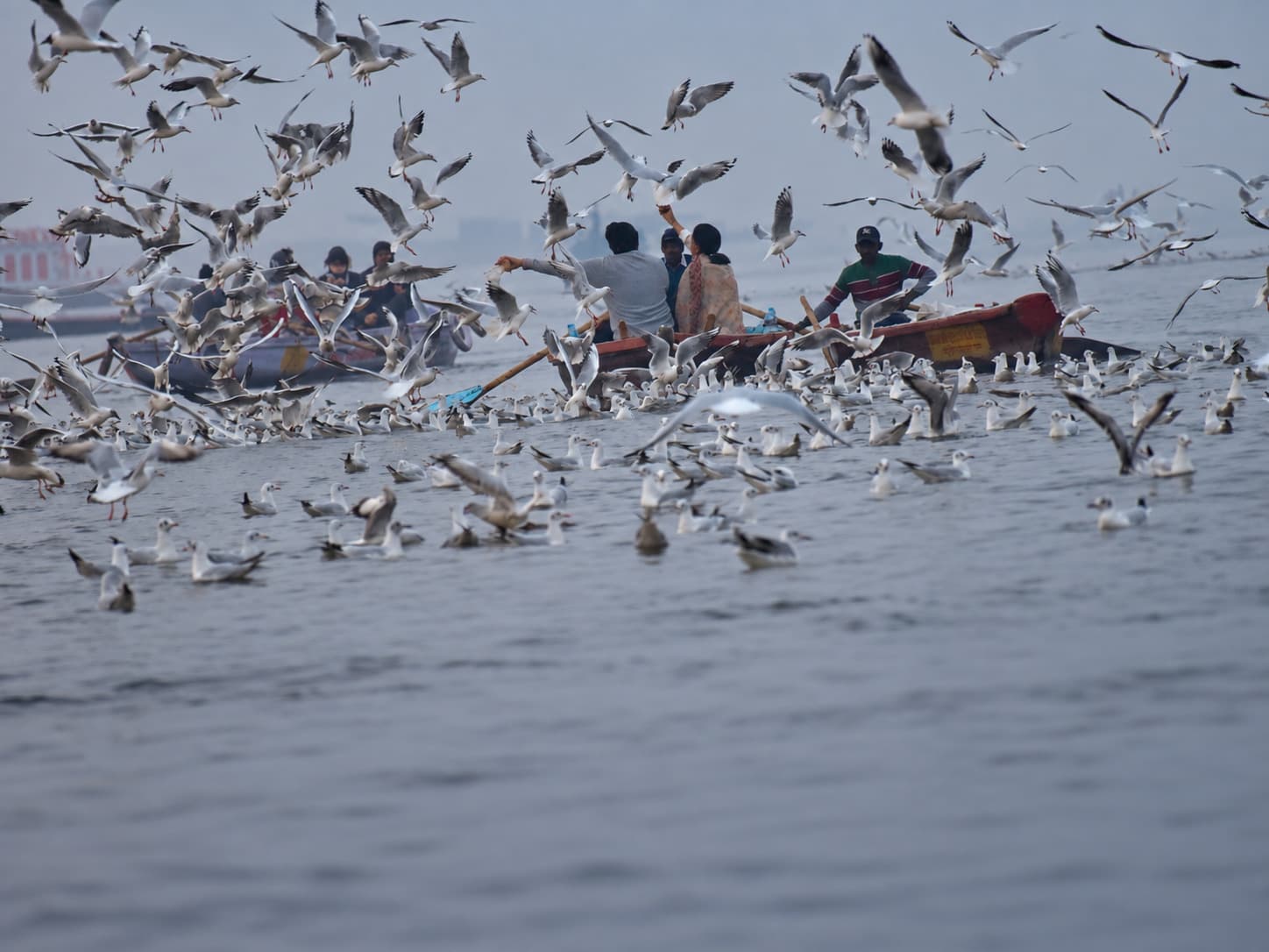 A passenger boat moves through a dense flock of gulls low over the Ganges in the morning haze of Varanasi, 2019