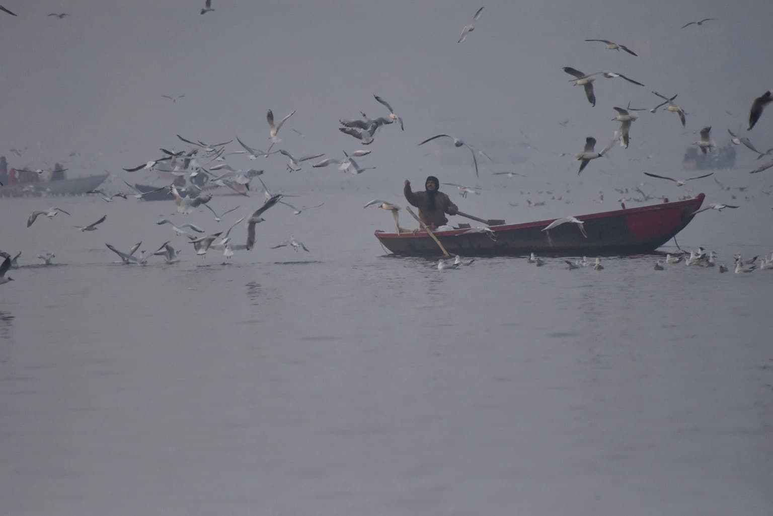 A boatman rows through a dense flock of gulls on the misty Ganges in Varanasi, 2019