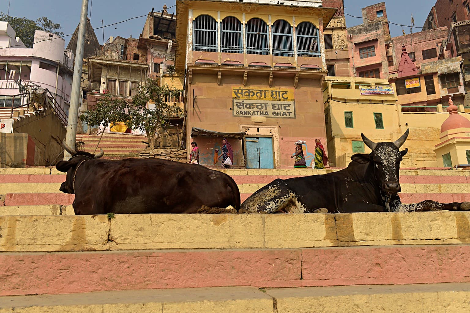 Two cattle stand on the stone ghats before riverfront buildings and Sankatha Ghat signage in Varanasi, 2019