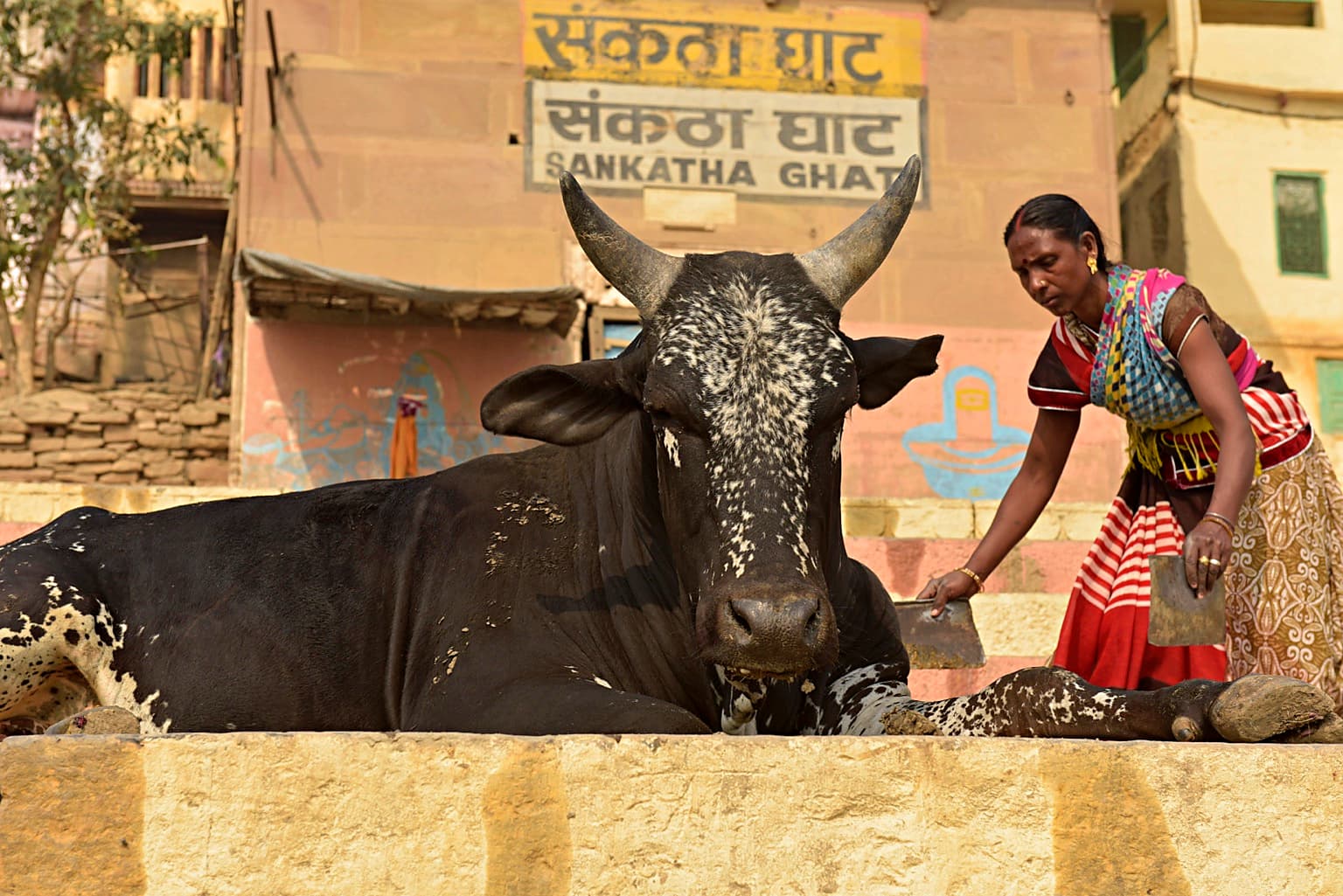 A bull stands close to the camera while a woman passes beside the Sankatha Ghat riverfront in Varanasi, 2019