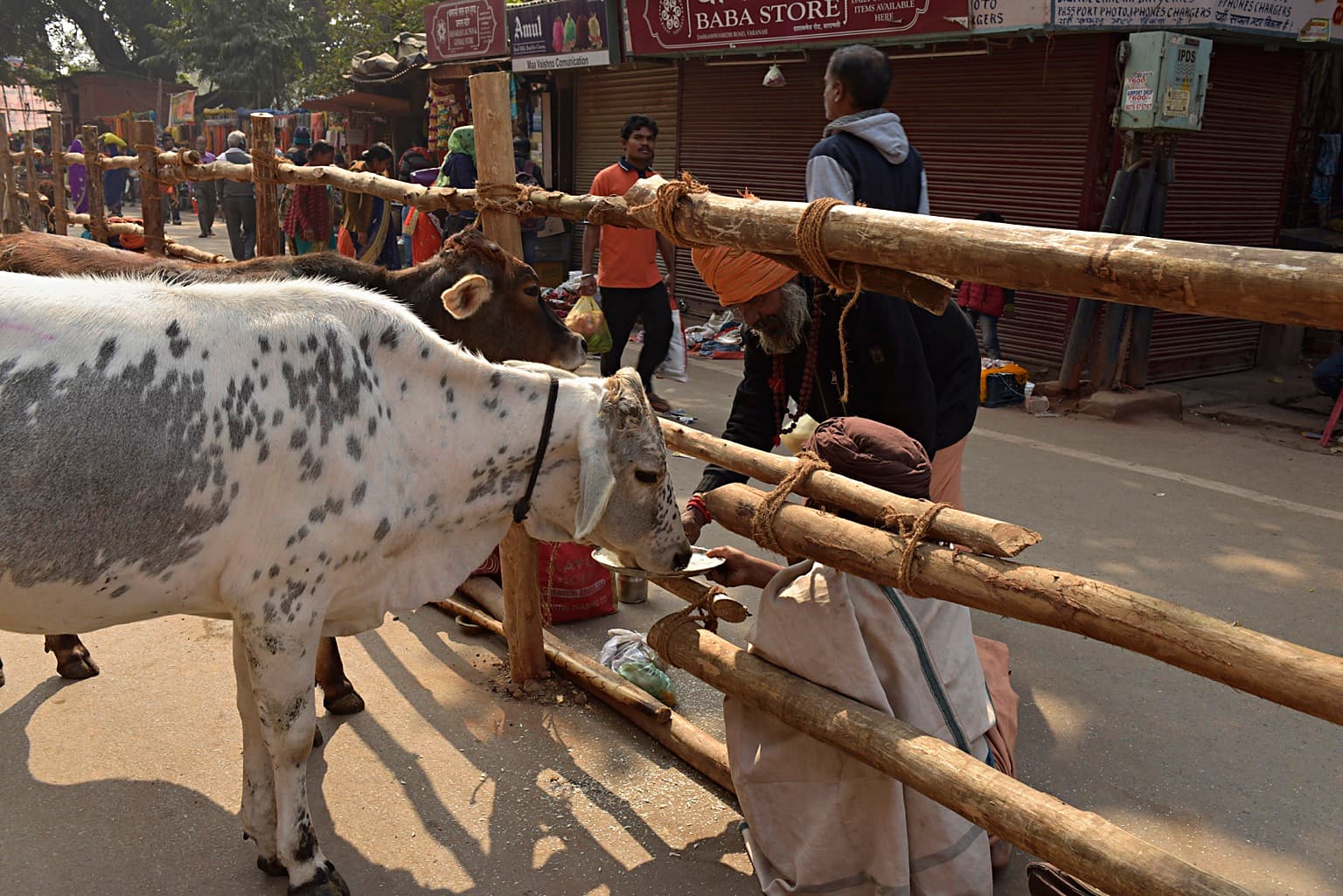 A person feeds a spotted cow through a temporary wooden railing on a Varanasi street, 2019