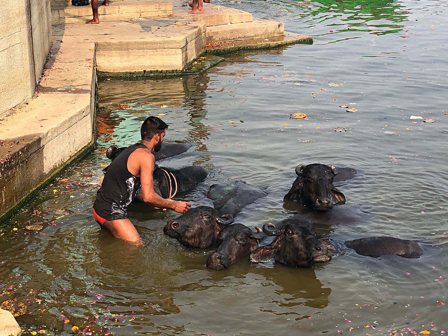 A man washes a cluster of water buffalo beside the stone ghats of Varanasi, 2019