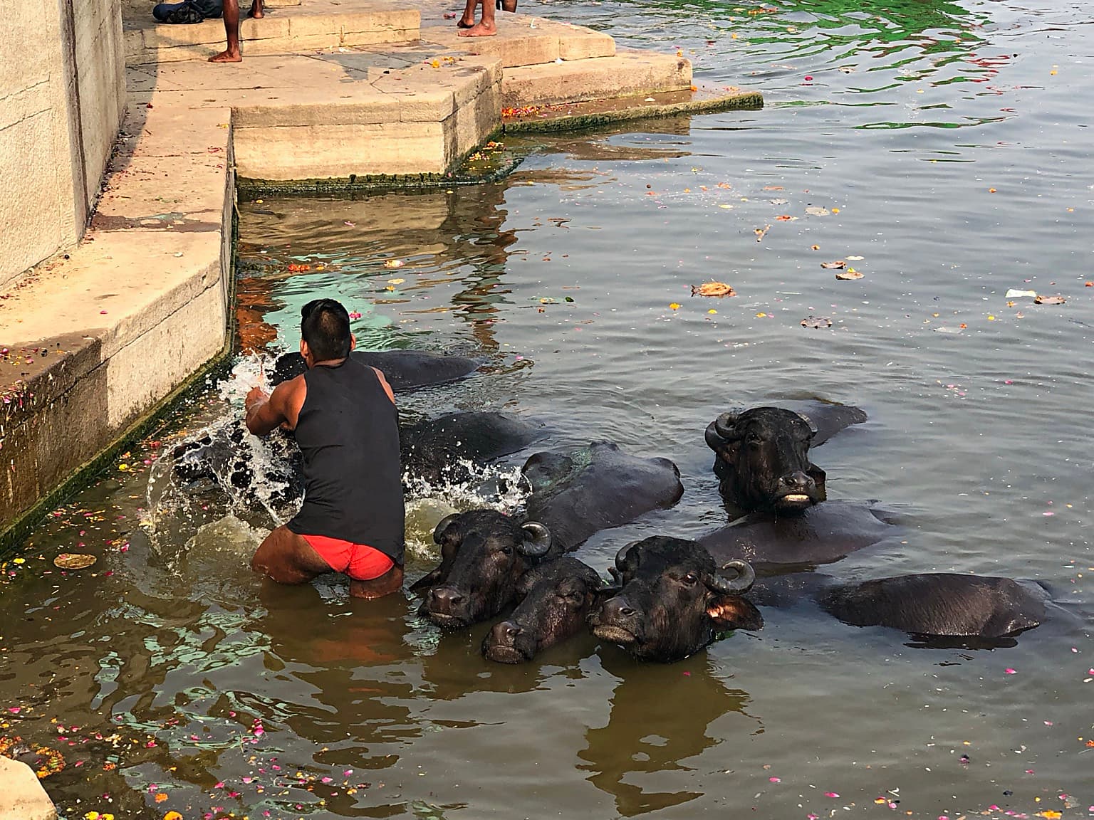 A man splashes water while washing buffaloes beside the ghats of Varanasi, 2019