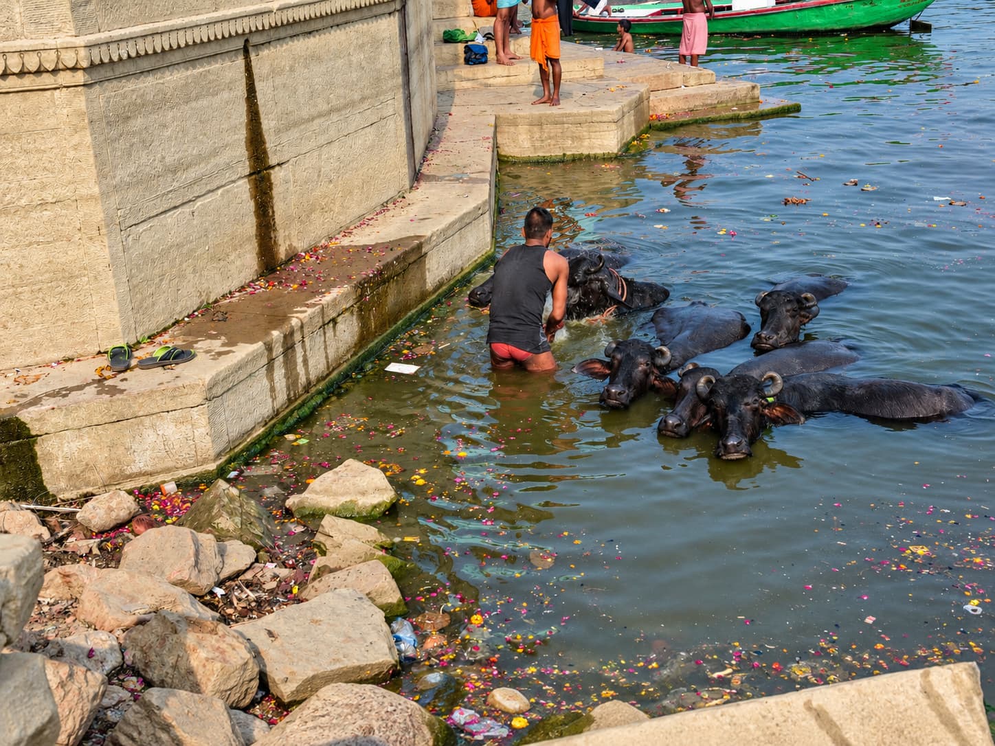 A man tends a group of water buffalo beside the stone riverfront in Varanasi, 2019