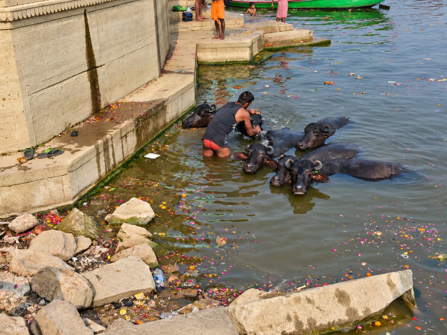 A man works among clustered buffaloes in the Ganges beside the ghats of Varanasi, 2019