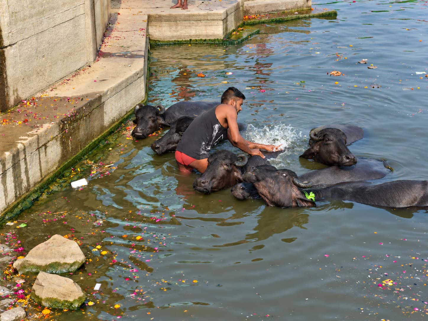 A man splashes water over buffaloes gathered tightly beside the ghats of Varanasi, 2019