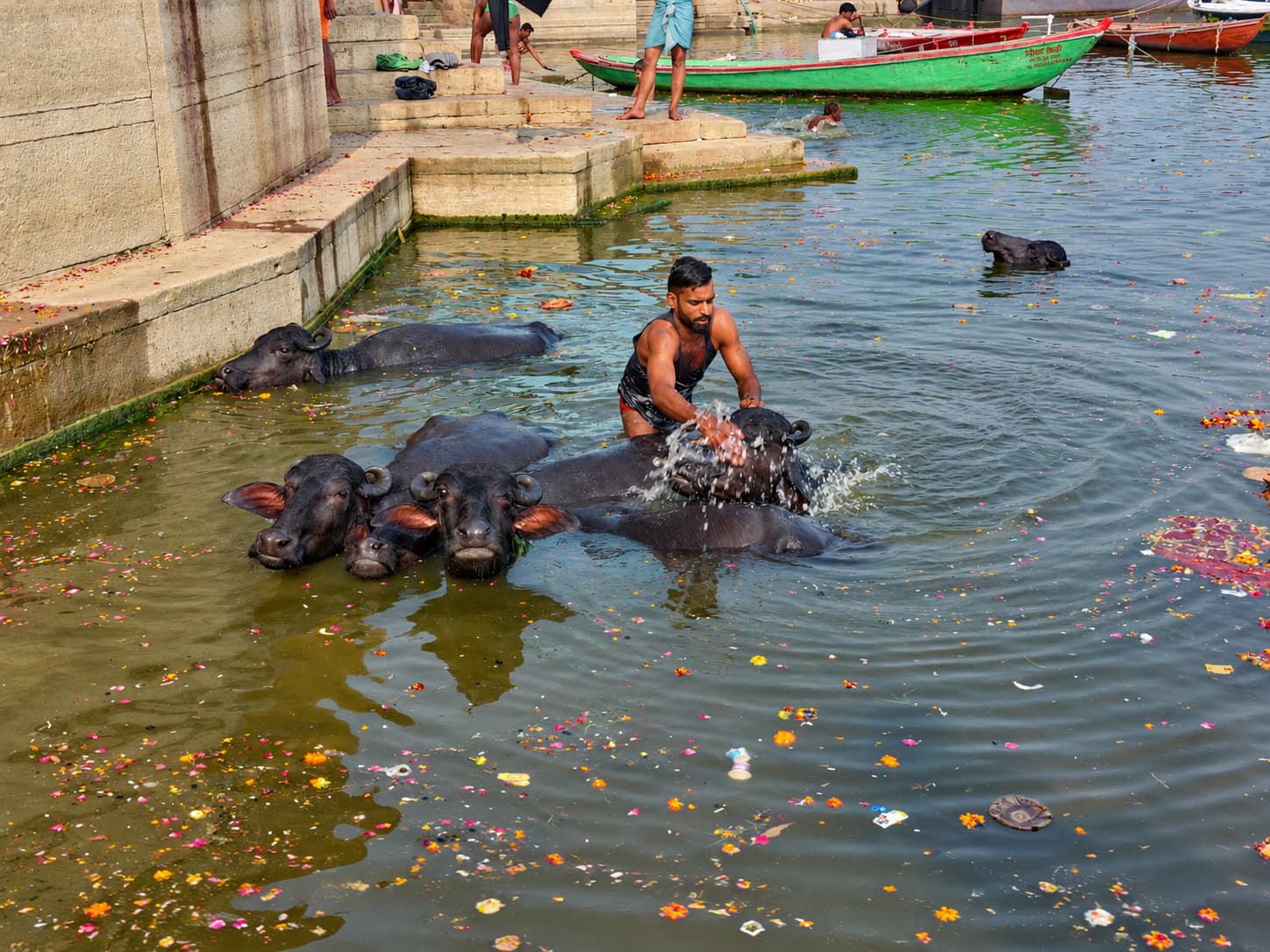 A man washes buffaloes in the Ganges with bathers and a green boat farther along the ghats, Varanasi, 2019