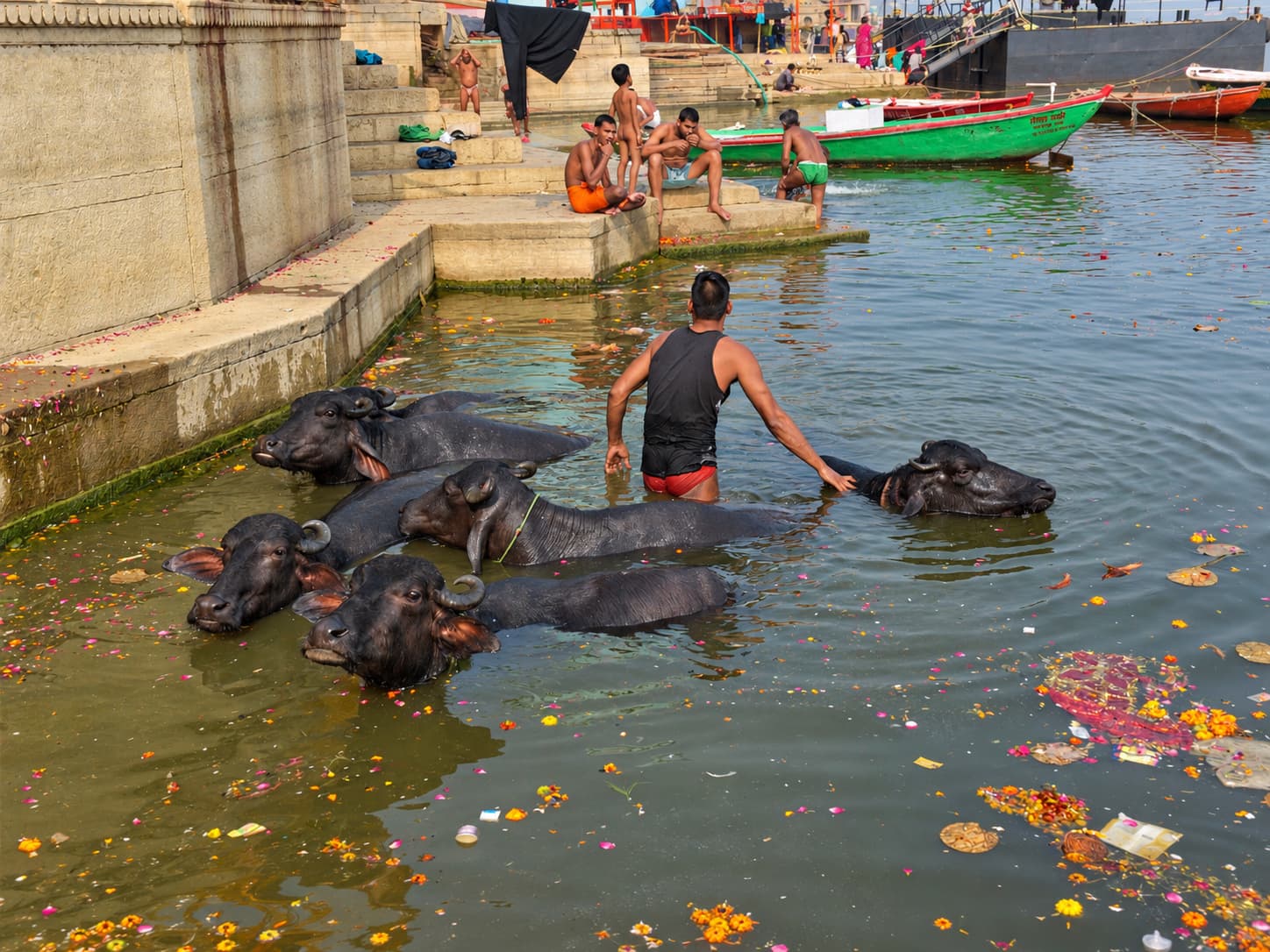 A man stands among buffaloes floating close together beside the ghats of Varanasi, 2019