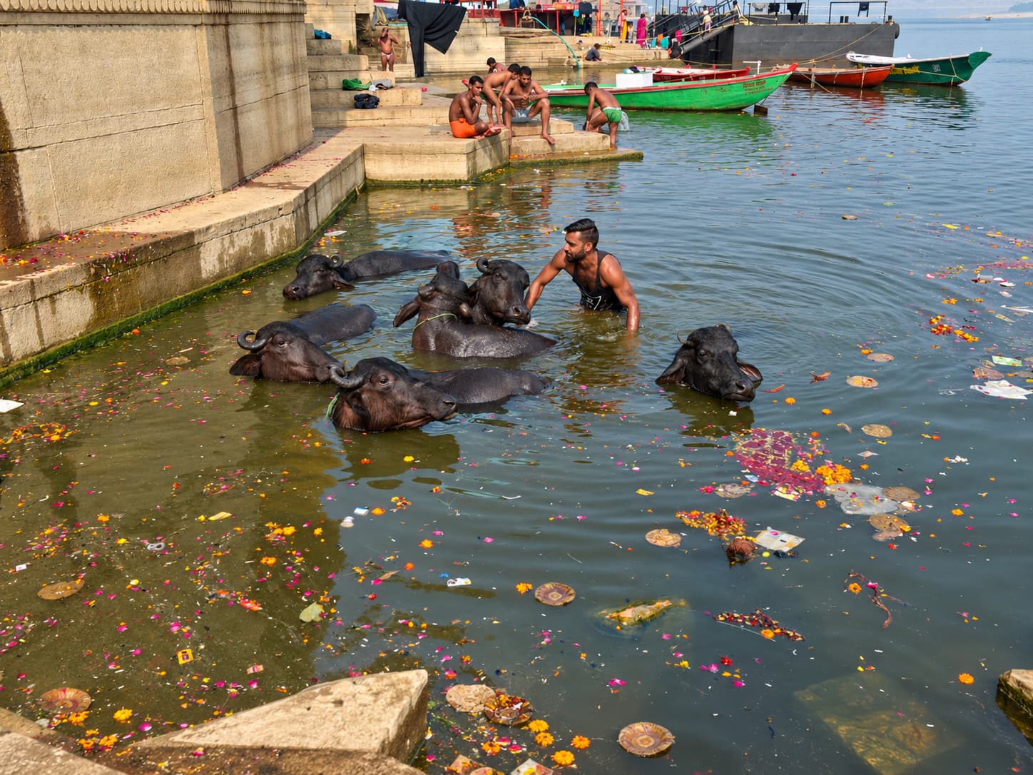 A man steadies a buffalo while several others float around him in the Ganges, Varanasi, 2019