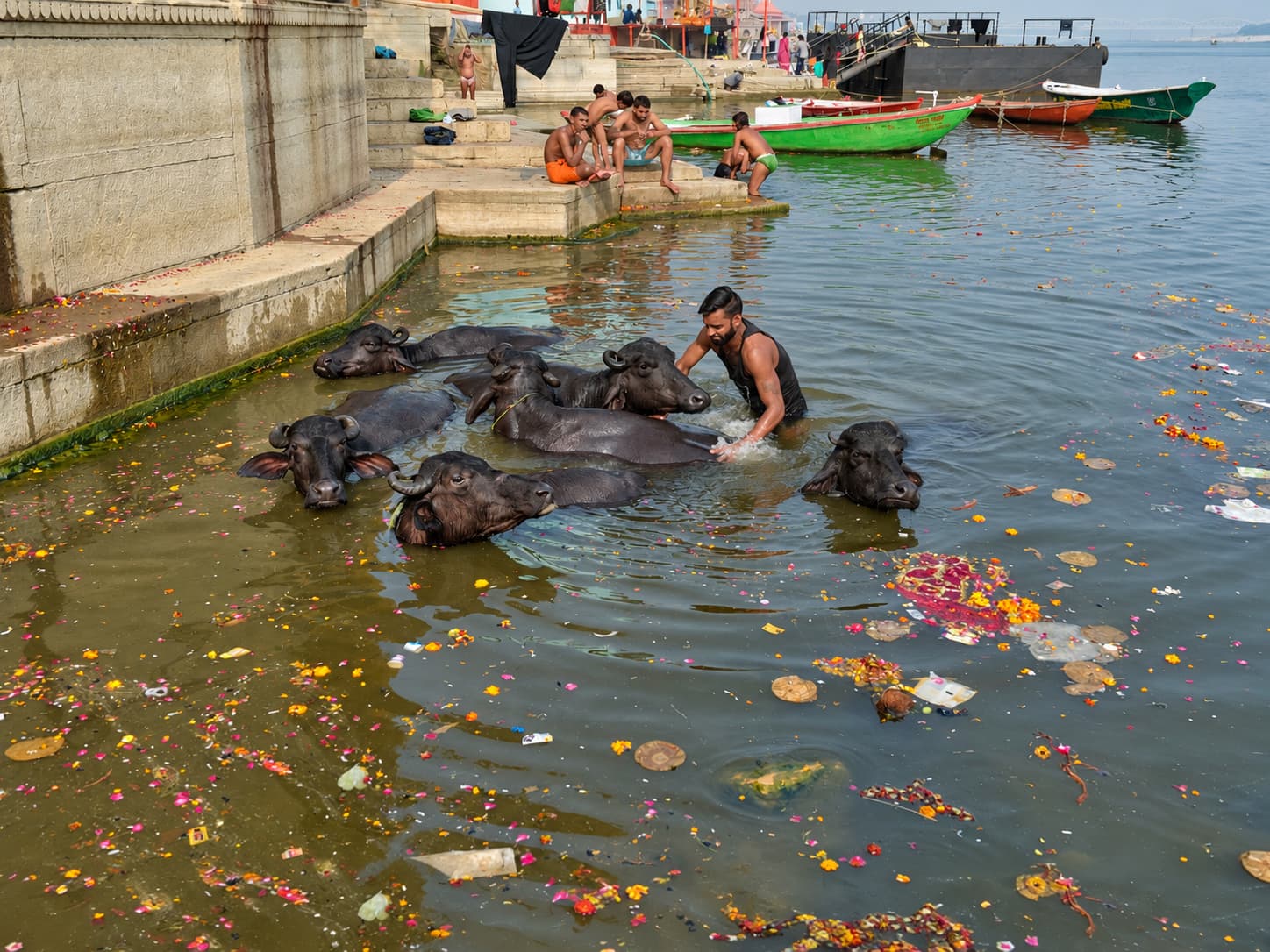A man stands among a broad group of buffaloes at the edge of the Ganges in Varanasi, 2019