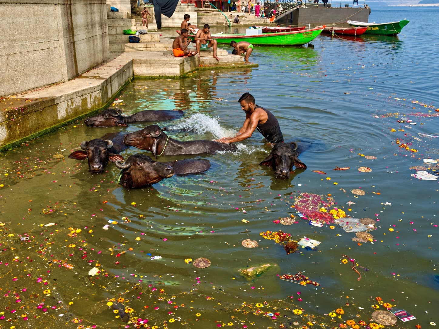 A man throws water across a buffalo as the animals gather beside the ghats of Varanasi, 2019