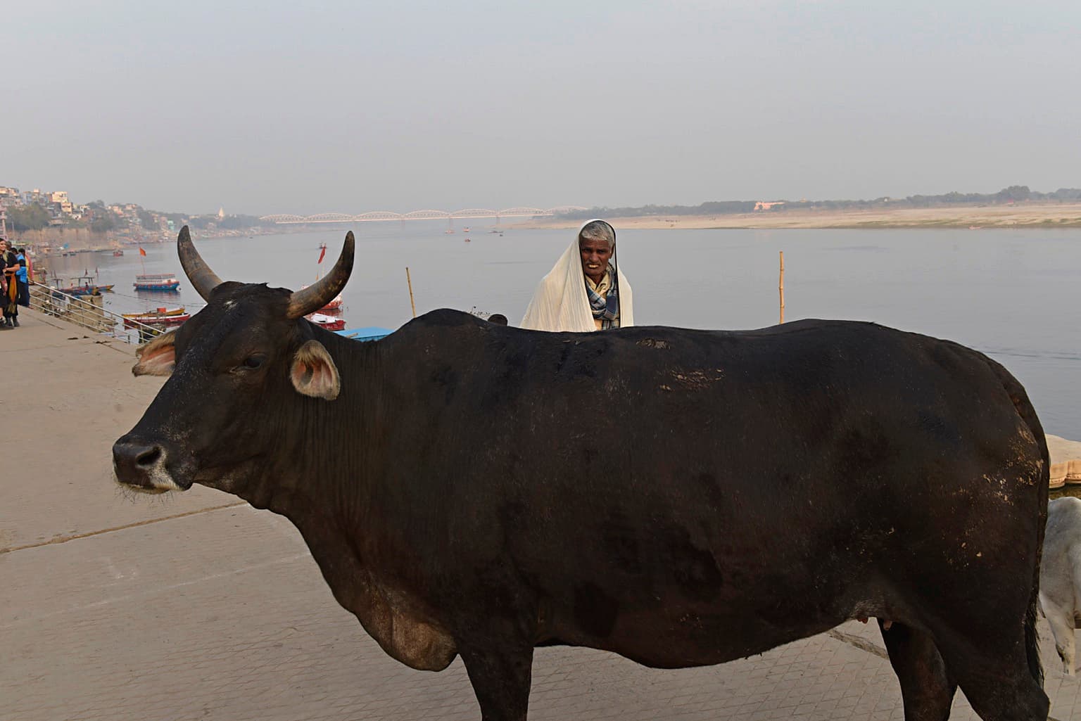A large black cow fills the foreground while a man wrapped in a pale shawl stands behind it beside the Ganges in Varanasi, 2019