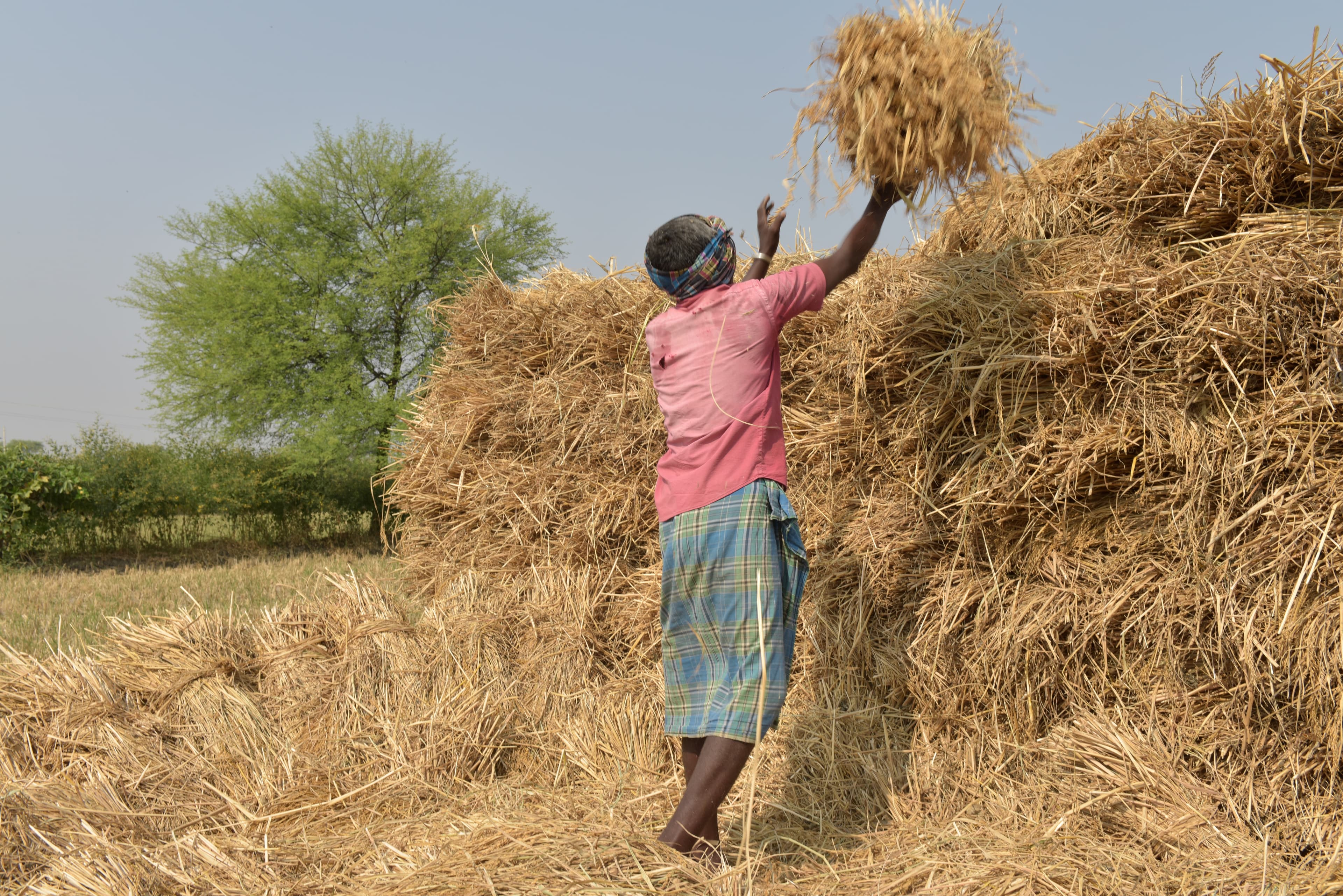 Worker in pink shirt tossing a bundle of straw onto a high stack.