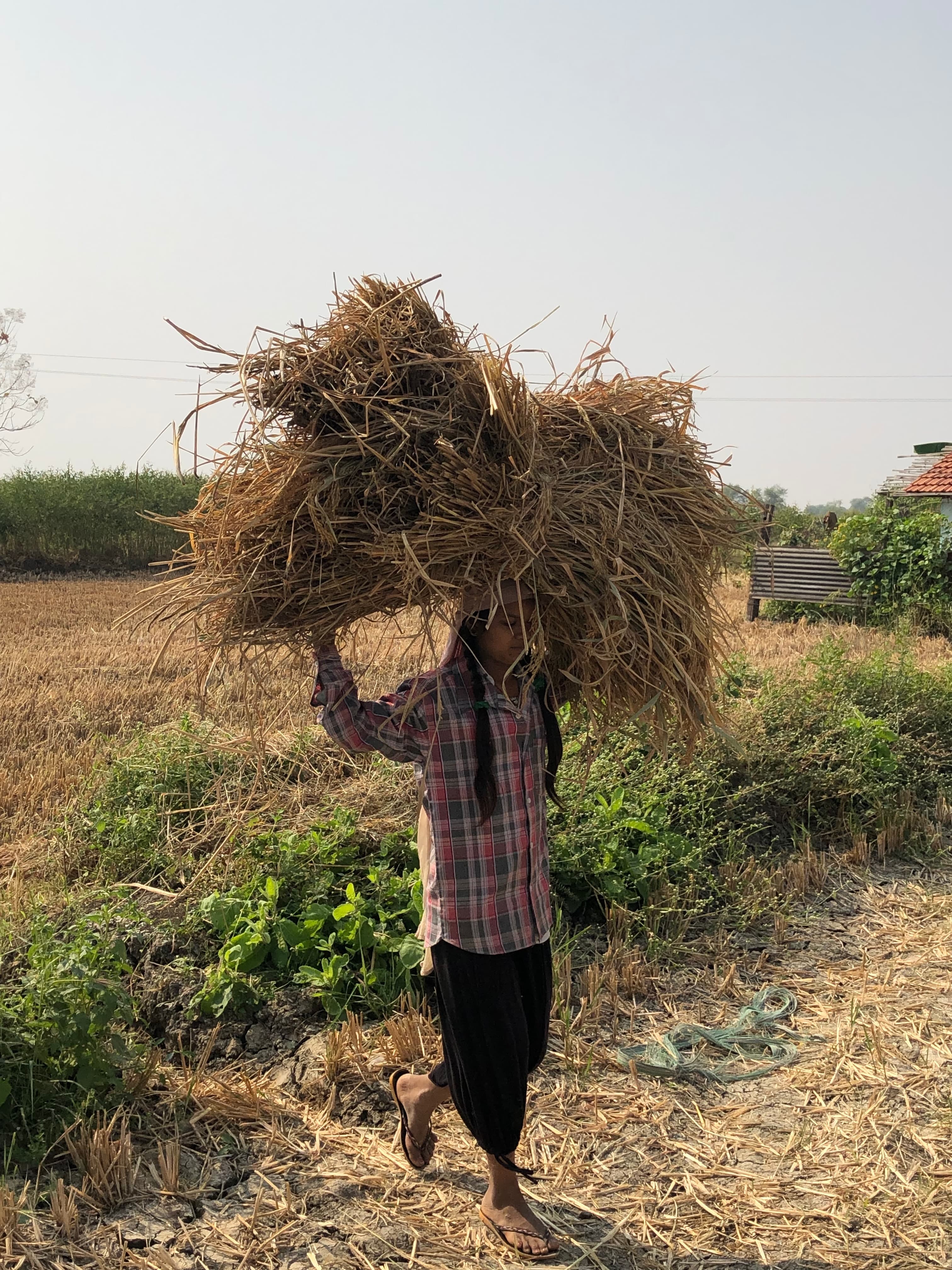 Worker in checked shirt carrying harvested straw across the field.