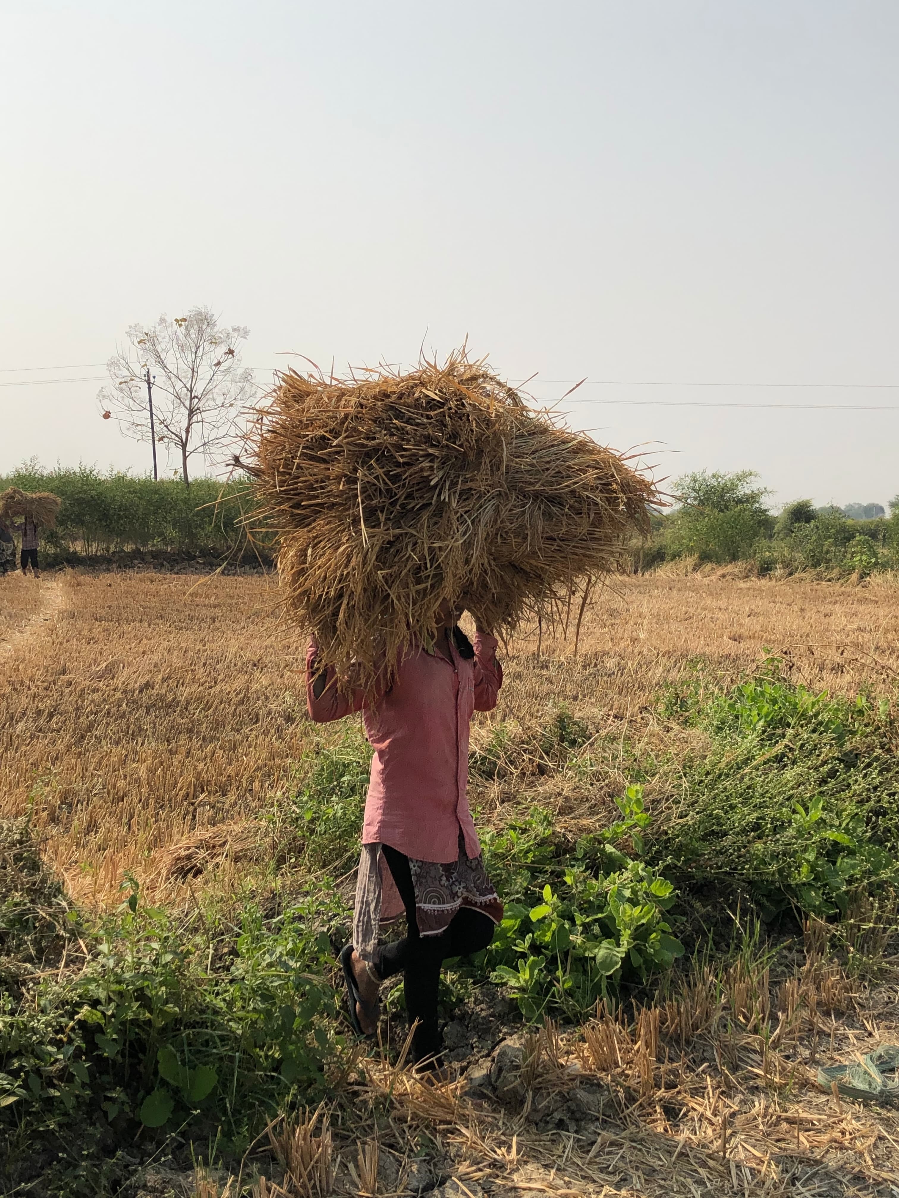 Worker in pink carrying a broad bundle of straw across the field.