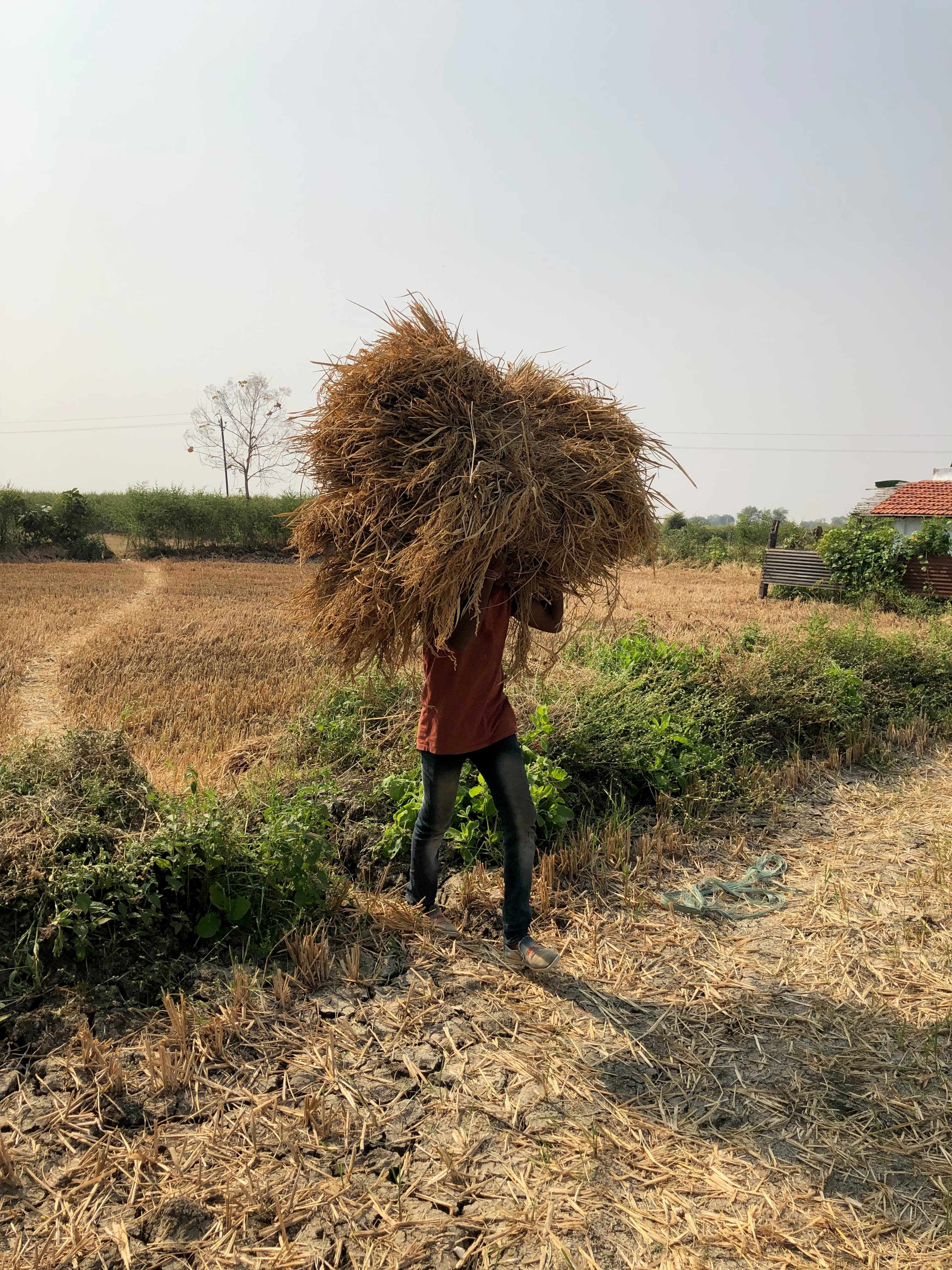 Worker carrying a very large bundle of straw through a harvested field.