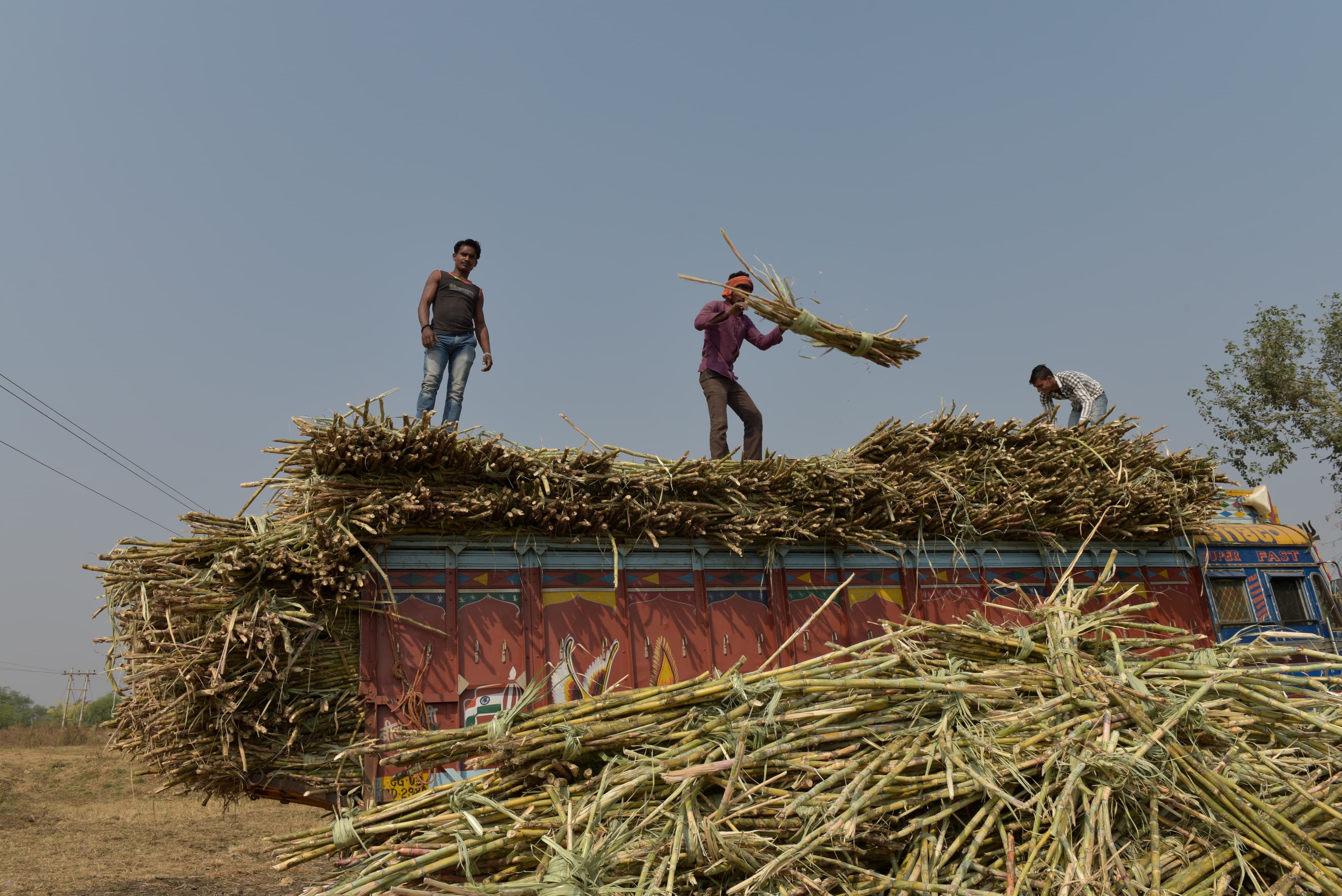 Workers unloading a large truckload of sugarcane.